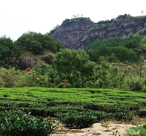 寻慢武夷茶 寻茶山·问茶路·亲制茶
