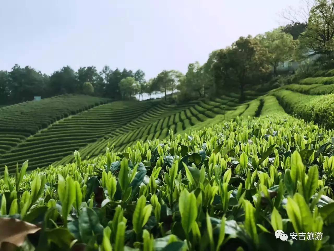 安吉白茶 央视青睐背后，是对自然生活的热爱