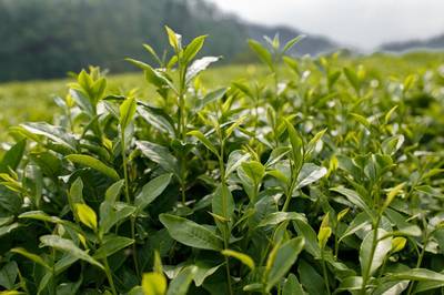 茶事|&ldquo;祁门香&rdquo;是什么感觉的香?